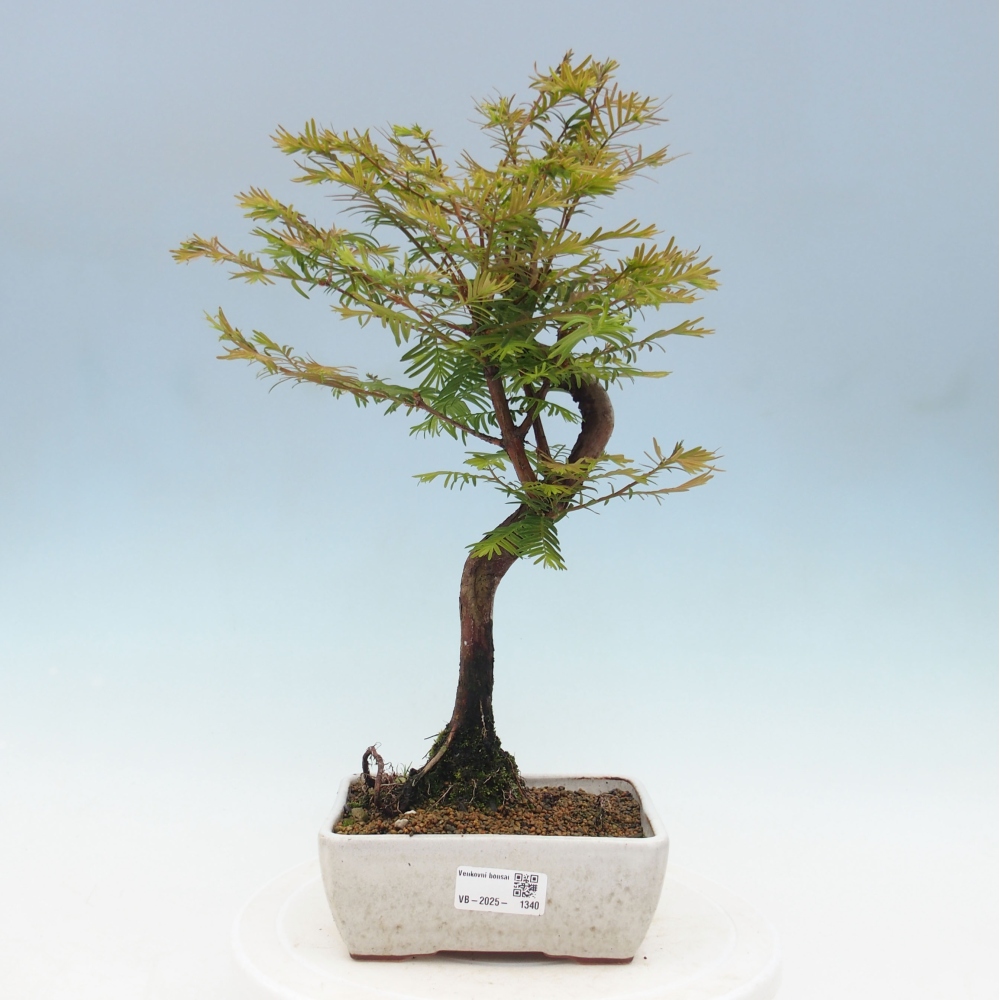 Bonsai im Freien - Metasequoia glyptostroboides - Chinesischer Metasequoia
