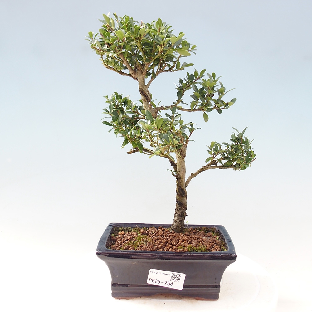 Zimmerbonsai - Ilex crenata - Holly
