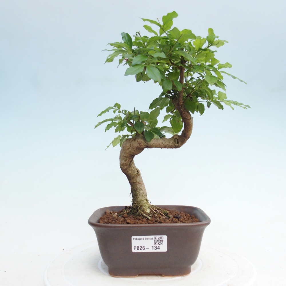 Zimmer Bonsai -Ligustrum chinensis - Vogelschnabel