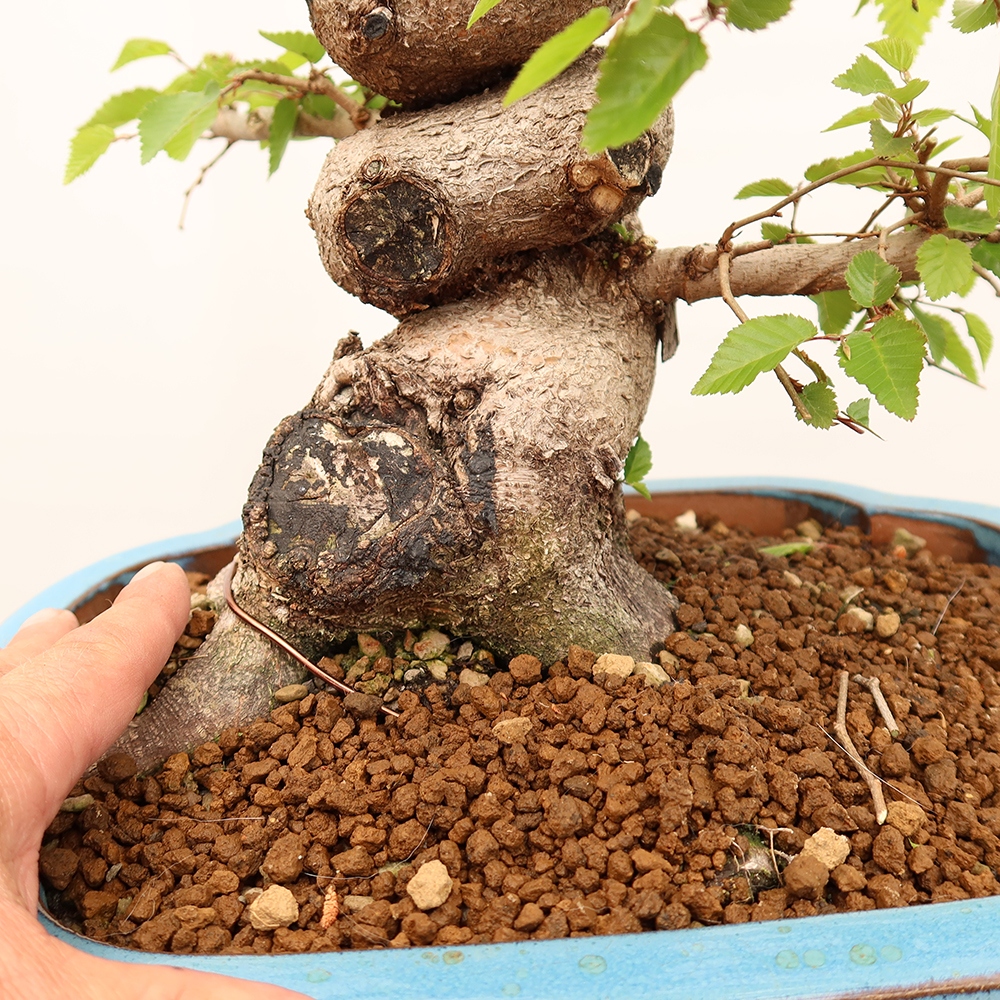 Bonsai im Freien - Carpinus Coreana - Koreanische Hainbuche