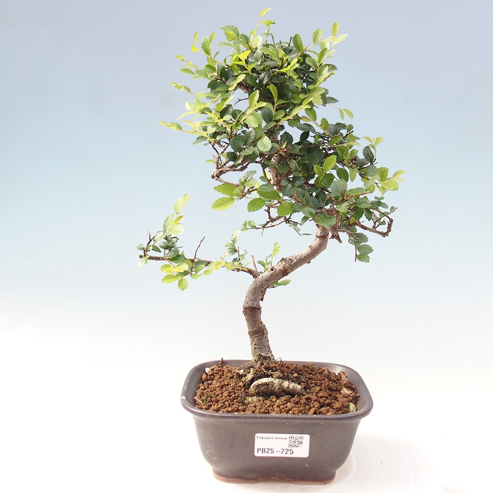 Zimmer Malolistý Ulme Bonsai