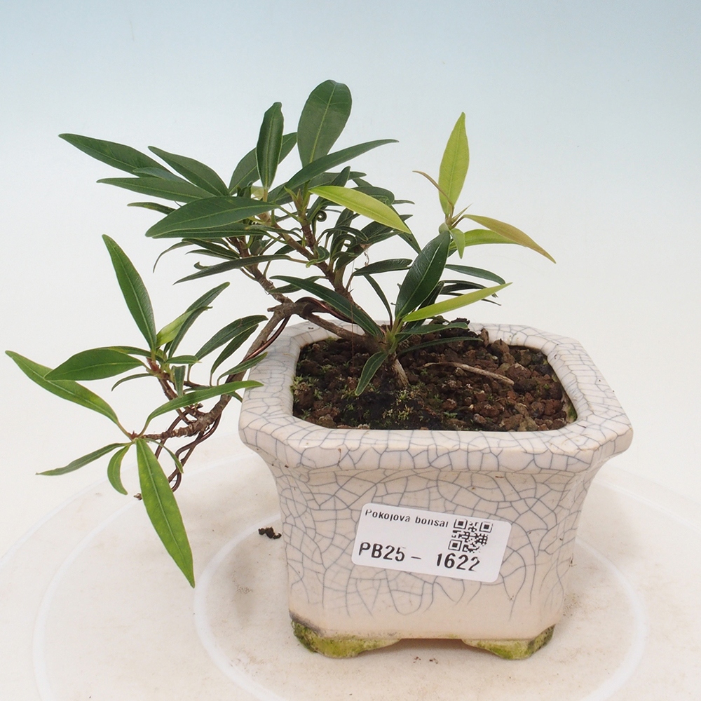 Zimmerbonsai - Ficus nerifolia - kleinblättriger Ficus