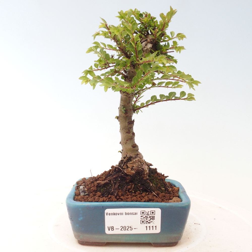 Bonsai im Freien - Ulmus parvifolia Sagei - Kleinblättrige Ulme