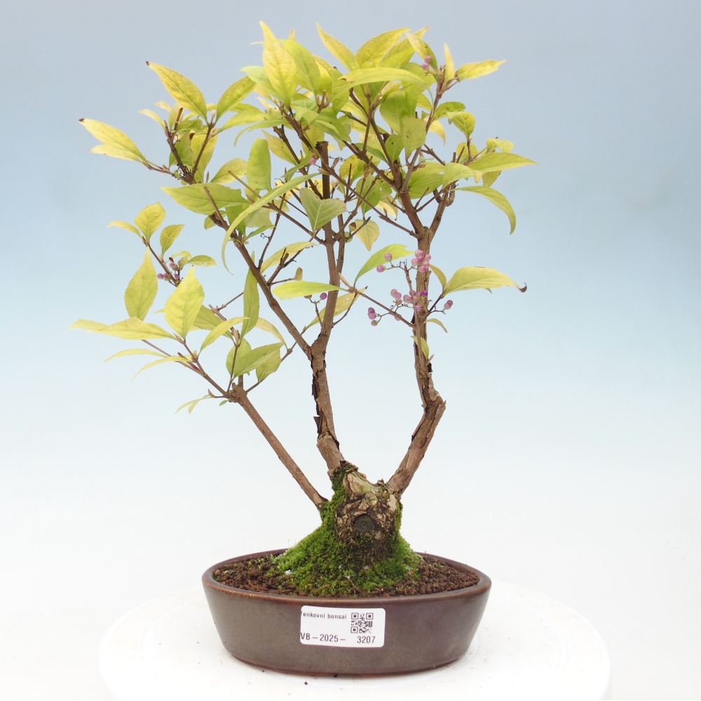Bonsai im Freien - wunderschöne Pflanze - Callicarpa japonica