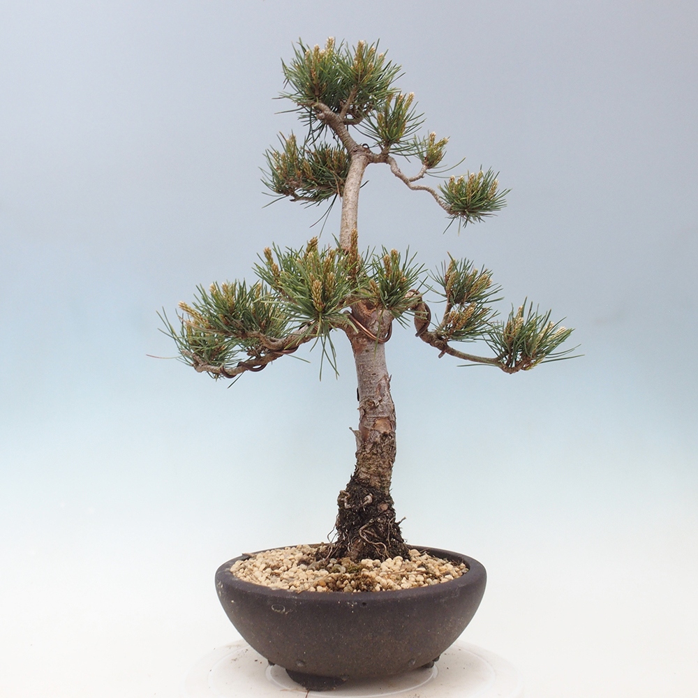 Bonsai im Freien - Pinus Sylvestris - Waldkiefer