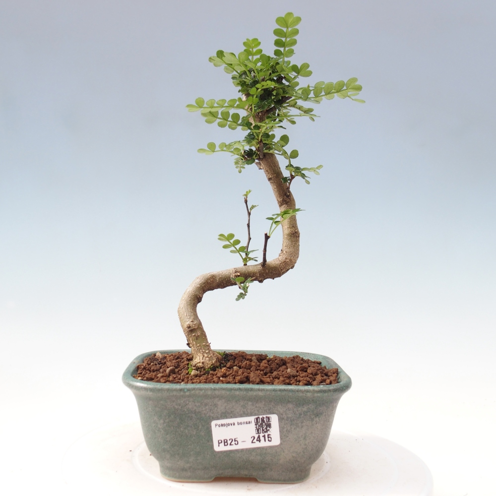 Zimmerbonsai - Zantoxylum piperitum - Pfefferminze