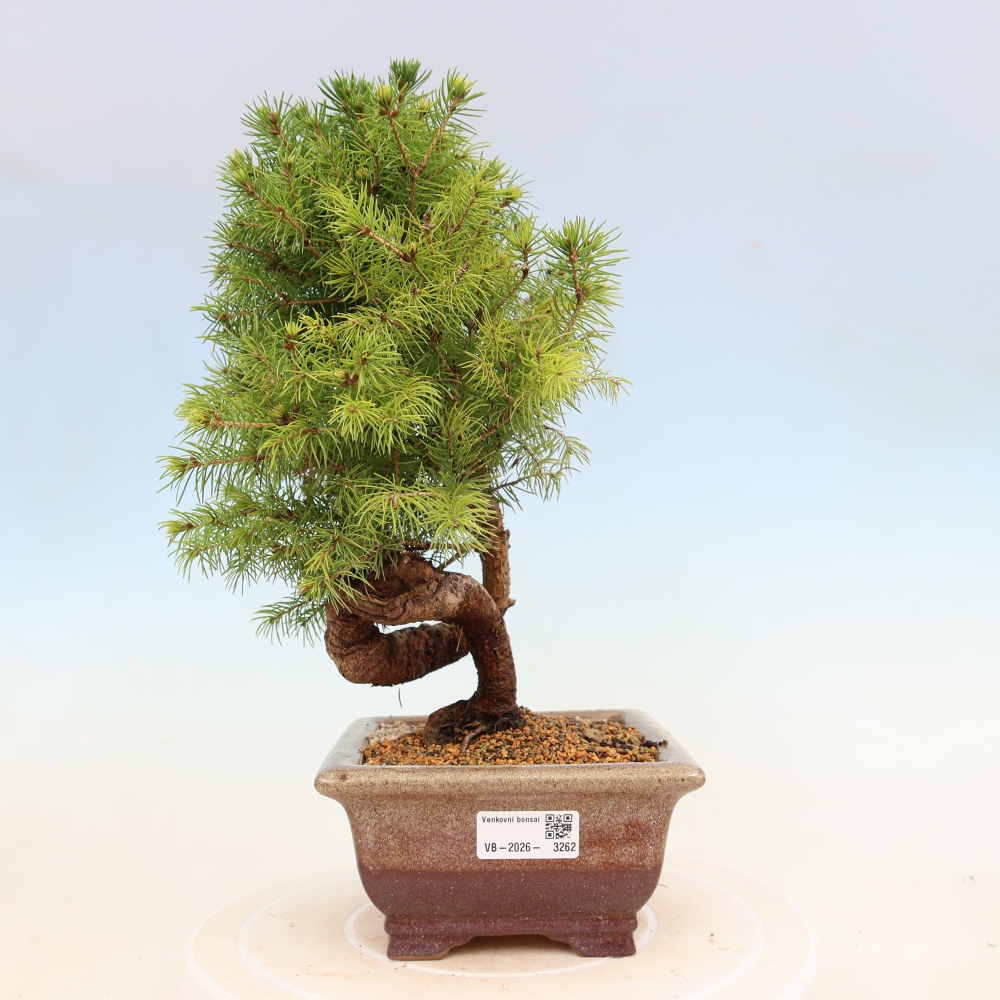 Bonsai für draußen - Fichte - Picea glauca globe