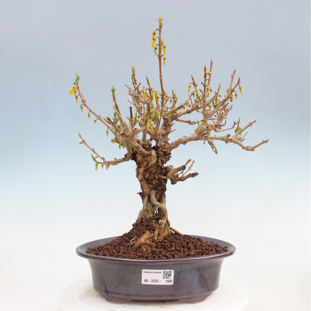 Bonsai für draußen - Zlatice - Forsythia koreana