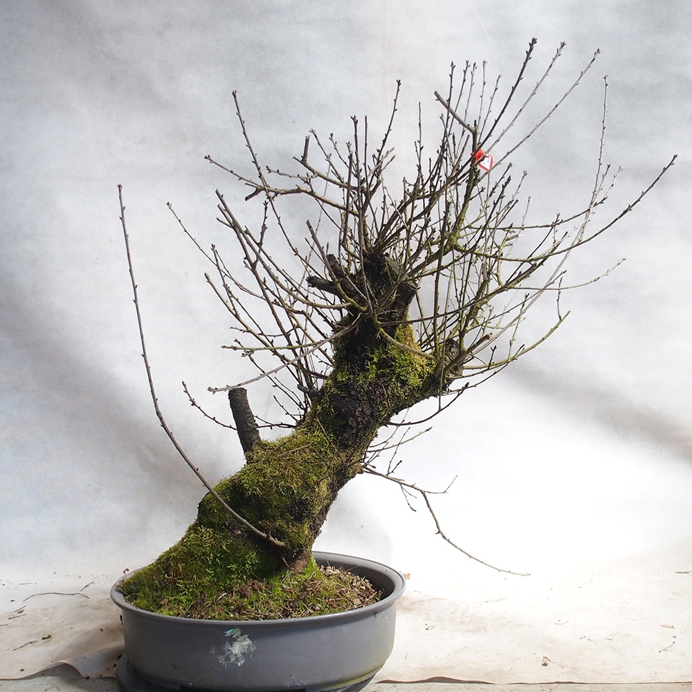 Outdoor Bonsai -Mahalebka - Prunus Mahaleb