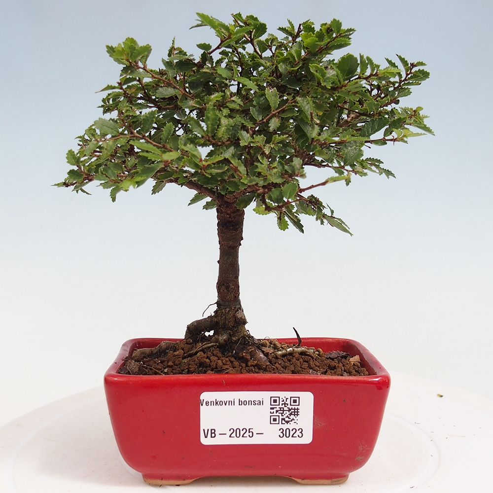 Bonsai im Freien - Ulmus parvifolia Sagei - Kleinblättrige Ulme