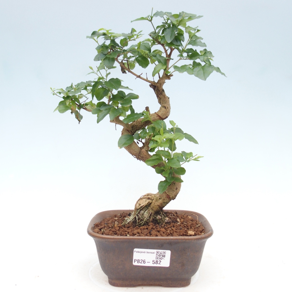Zimmer Bonsai -Ligustrum chinensis - Vogelschnabel
