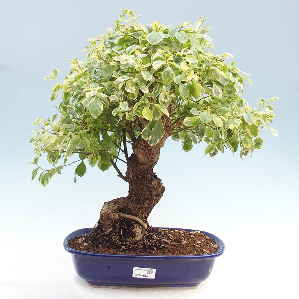 Zimmerbonsai - Duranta variegata