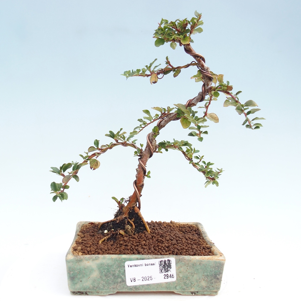 Bonsai im Freien - Cotoneaster horizontalis - Felsenbaum