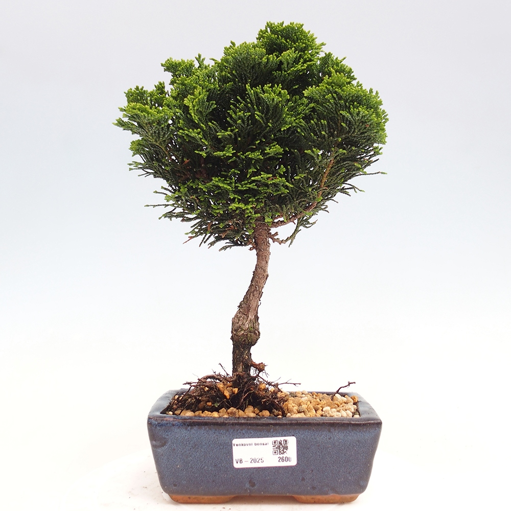 Outdoor-Bonsai - Cham.pis obtusa Nana Gracilis - Zypresse