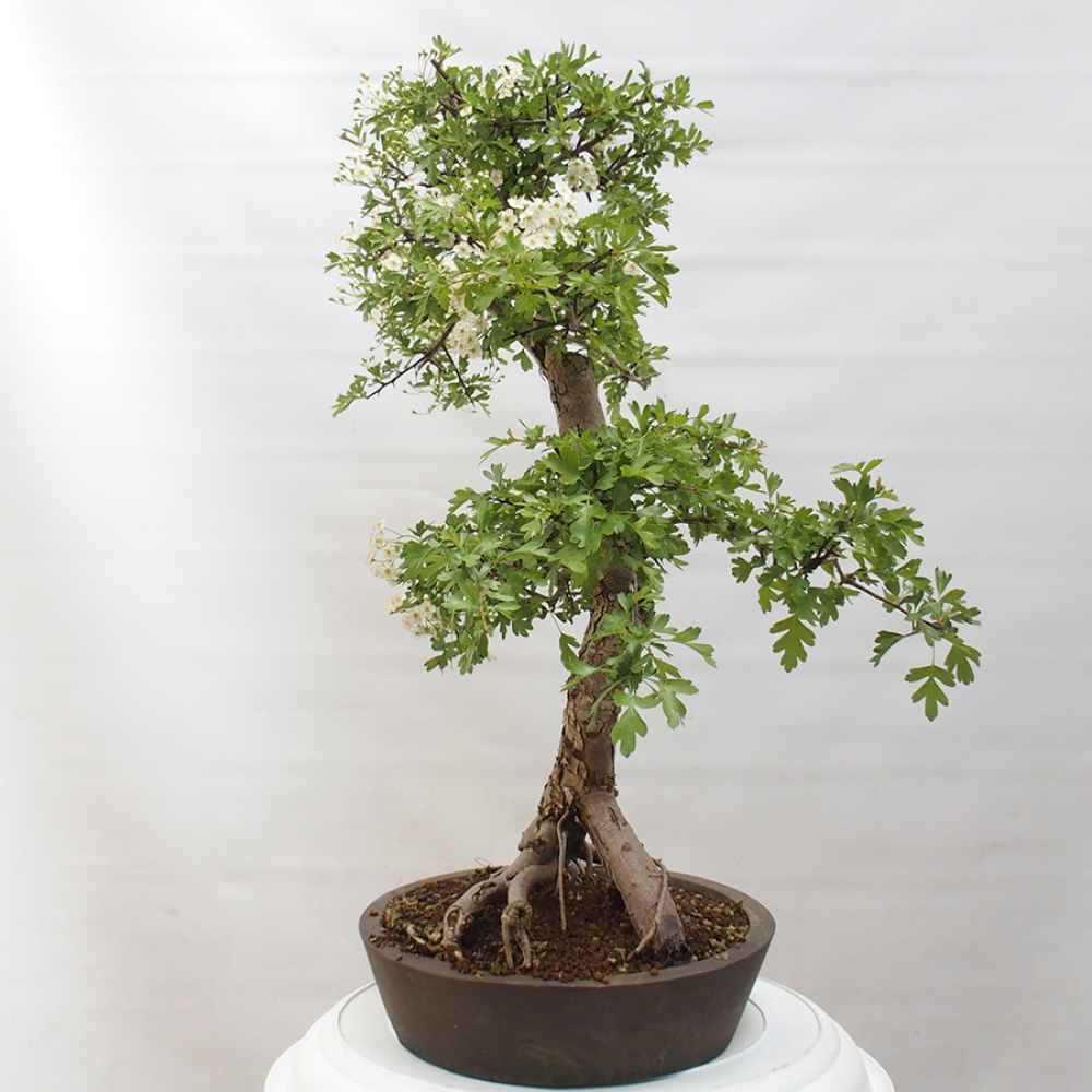 Bonsai im Freien - Weißdorn - Crataegus monogyna