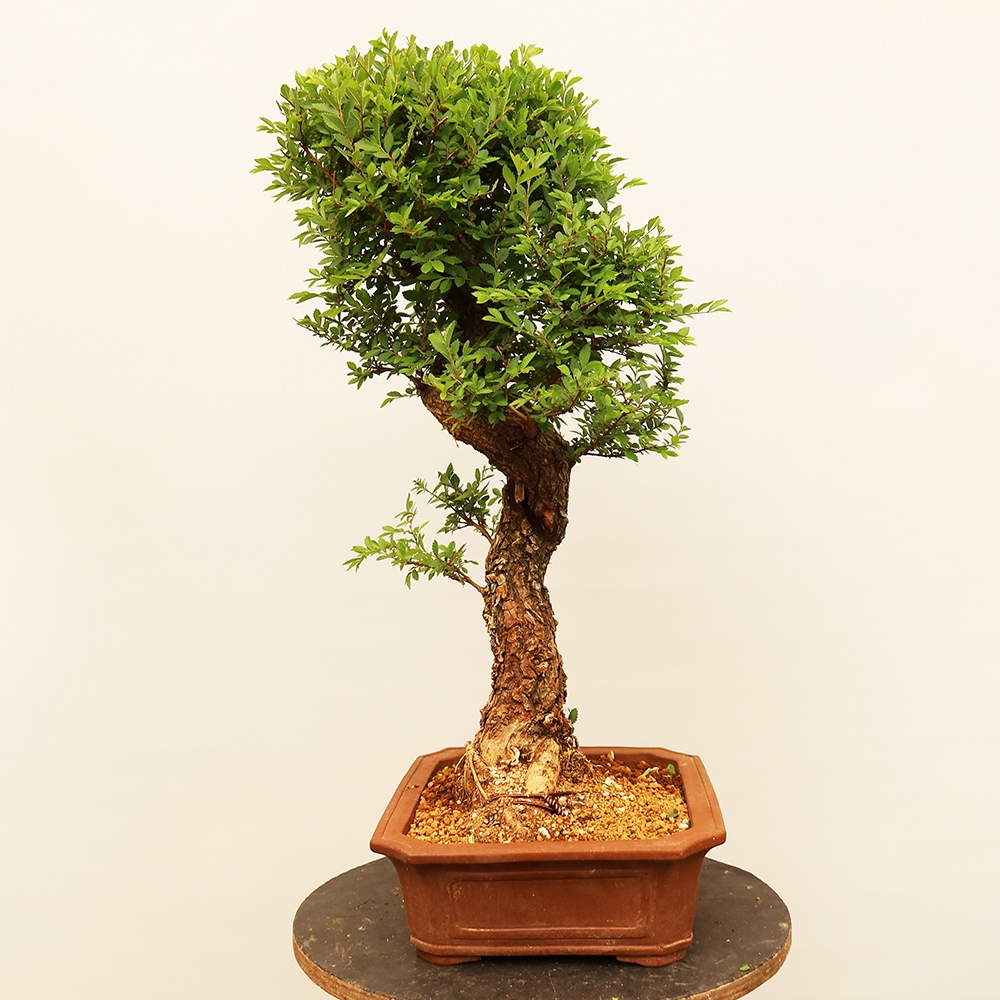 Bonsai im Freien - Zelkova - Zelkova NIRE