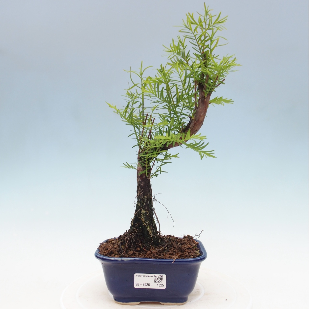 Bonsai im Freien - Metasequoia glyptostroboides - Chinesischer Metasequoia