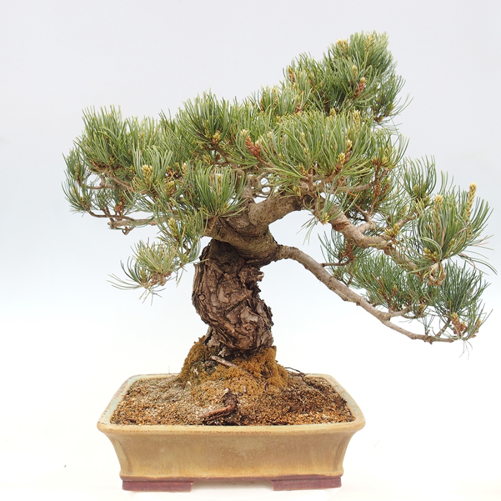 Bonsai für draußen - Pinus parviflora - Pinus parviflora