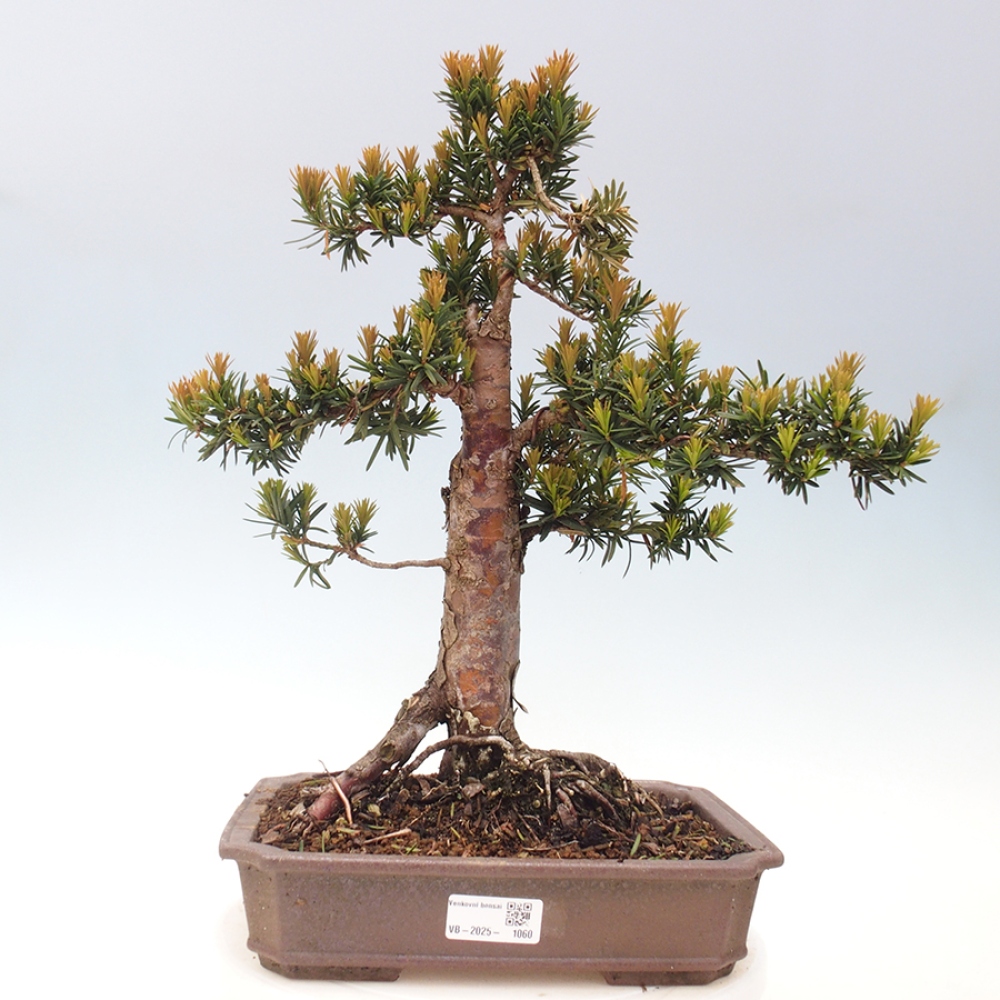 Bonsai im Freien - Taxus cuspidata - Japanische Eibe