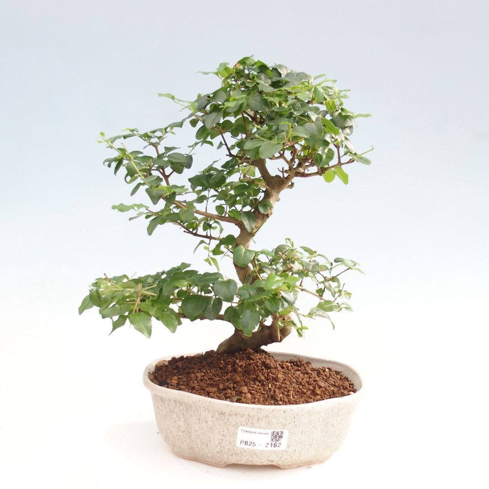 Indoor Bonsai -Ligustrum chinensis - Vogelschnabel