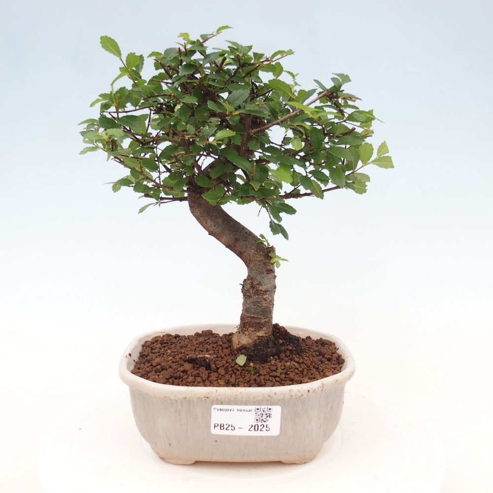 Zimmer Malolistý Ulme Bonsai