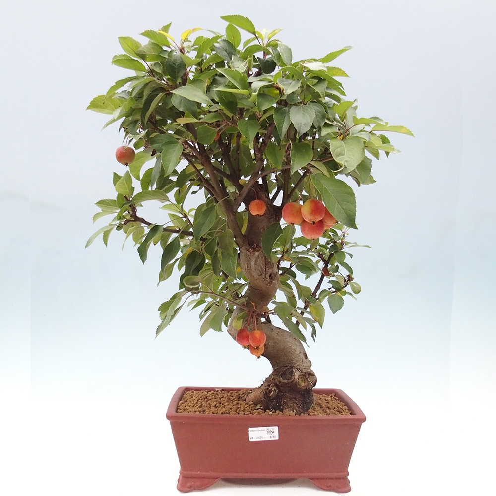 Bonsai im Freien - Malus halliana - Kleinfruchtiger Apfelbaum