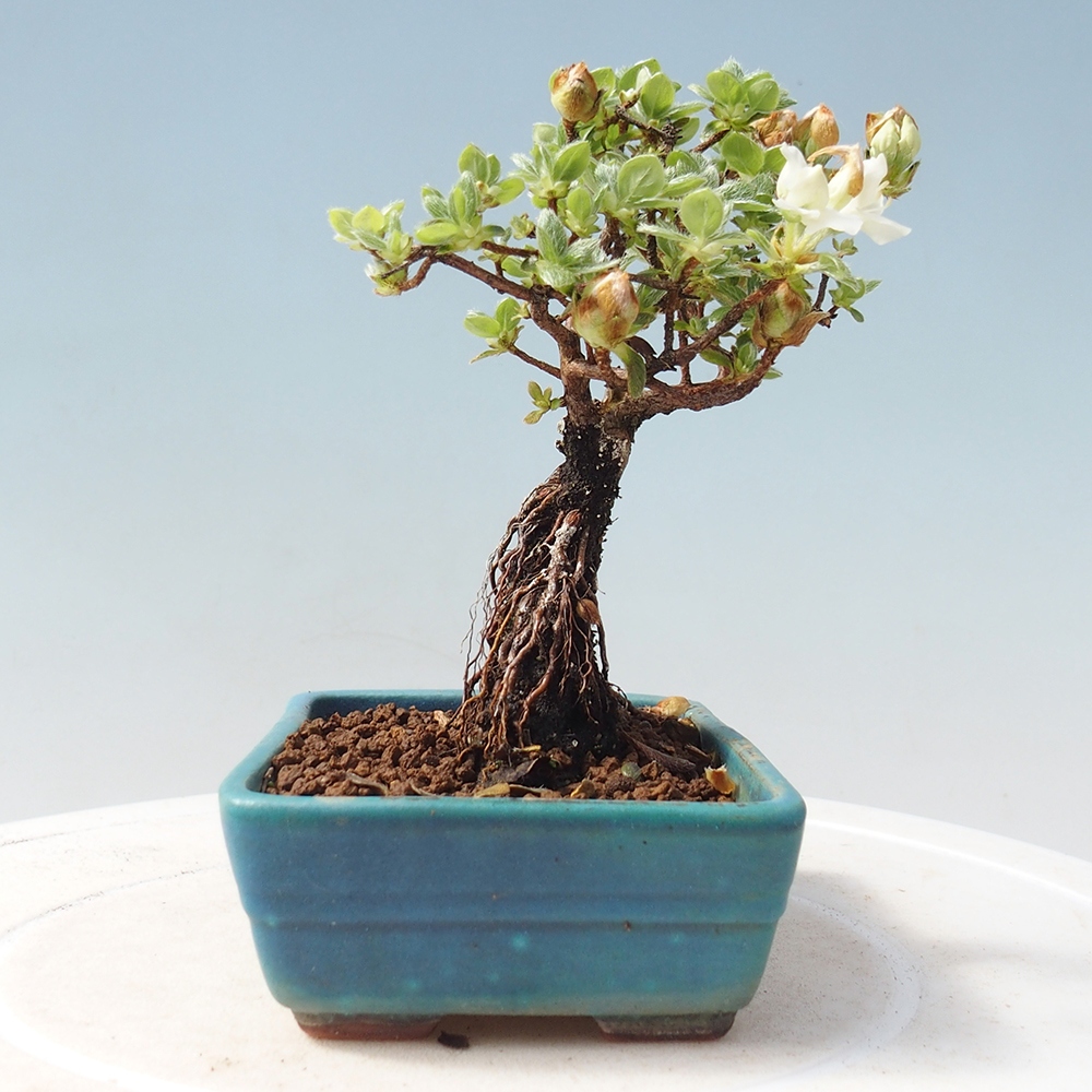 Outdoor-Bonsai - Rododendron indicum - Japanische Azalee