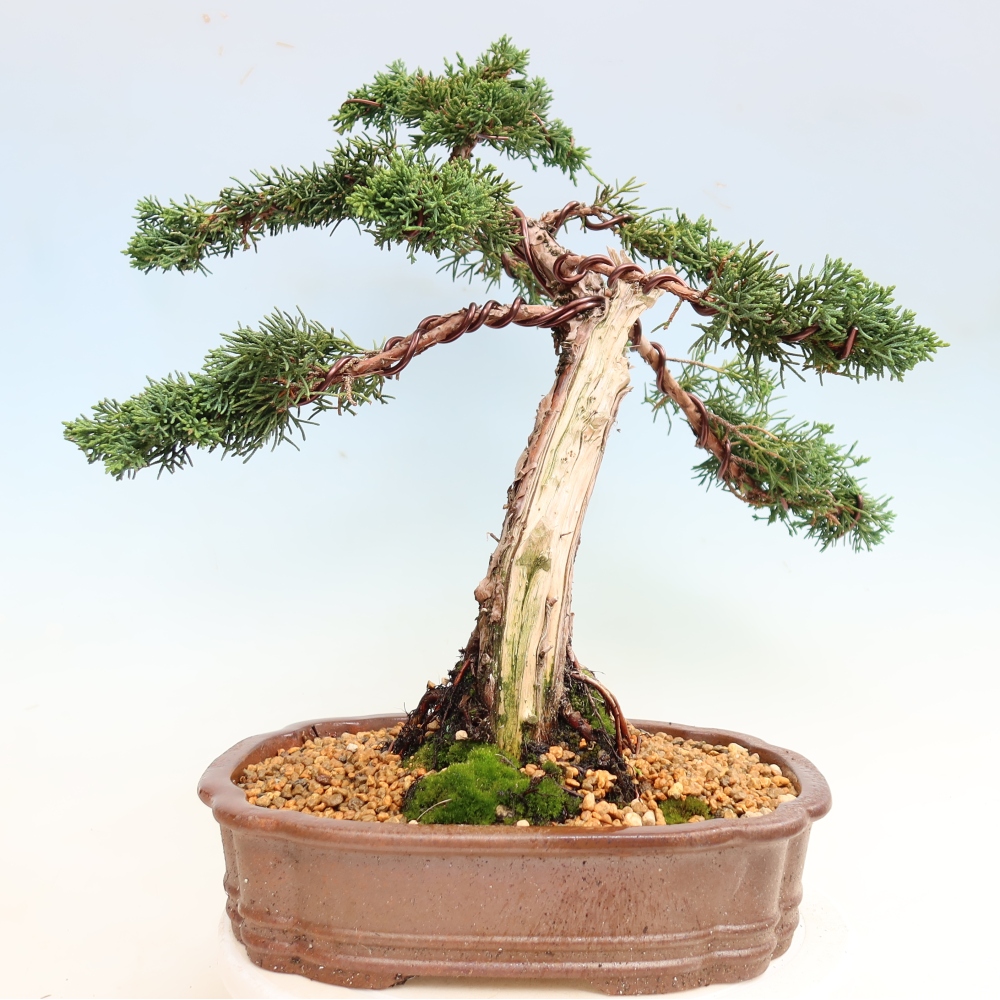 Bonsai für draußen - Juniperus chinensis Kishu
