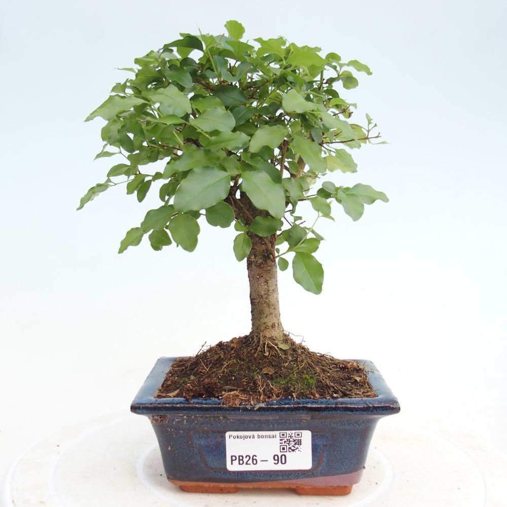 Zimmer Bonsai -Ligustrum chinensis - Vogelschnabel