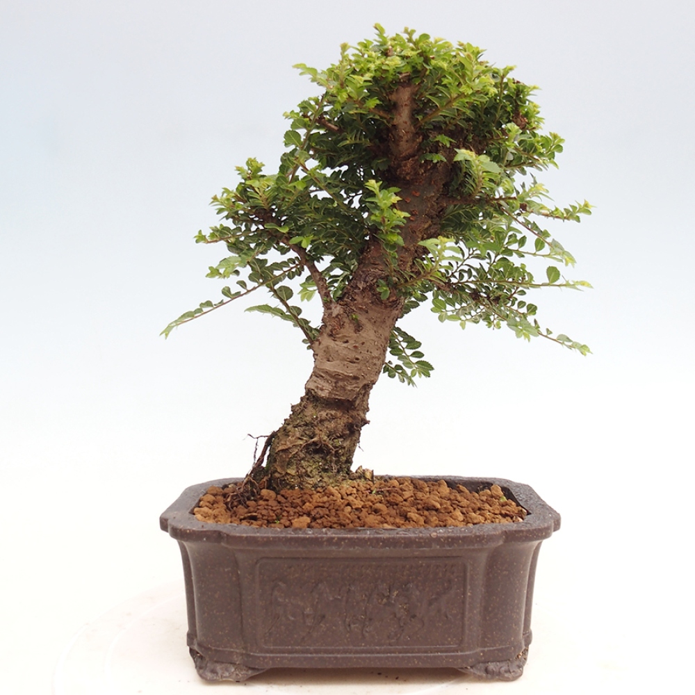 Bonsai im Freien - Ulmus parvifolia Hokkaido - Chinesische Ulme
