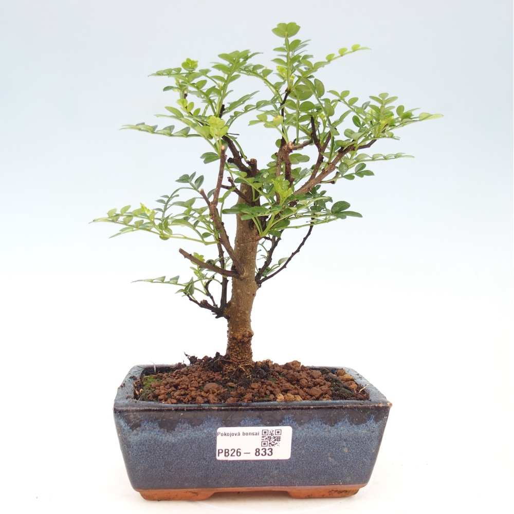 Zimmer Bonsai - Zantoxylum piperitum - Pfefferbaum