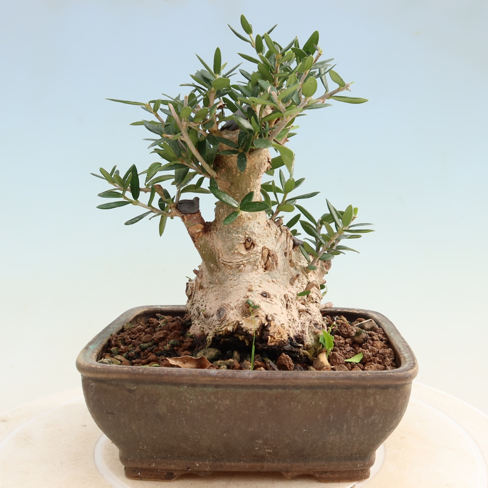 Zimmerbonsai - Olea europaea sylvestris