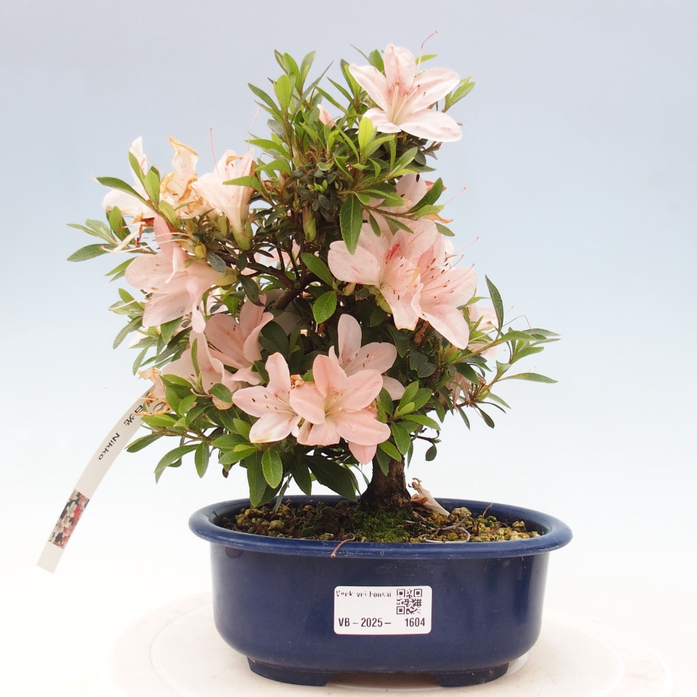 Bonsai im Freien - Japanische Azalee - Azalea Nikko
