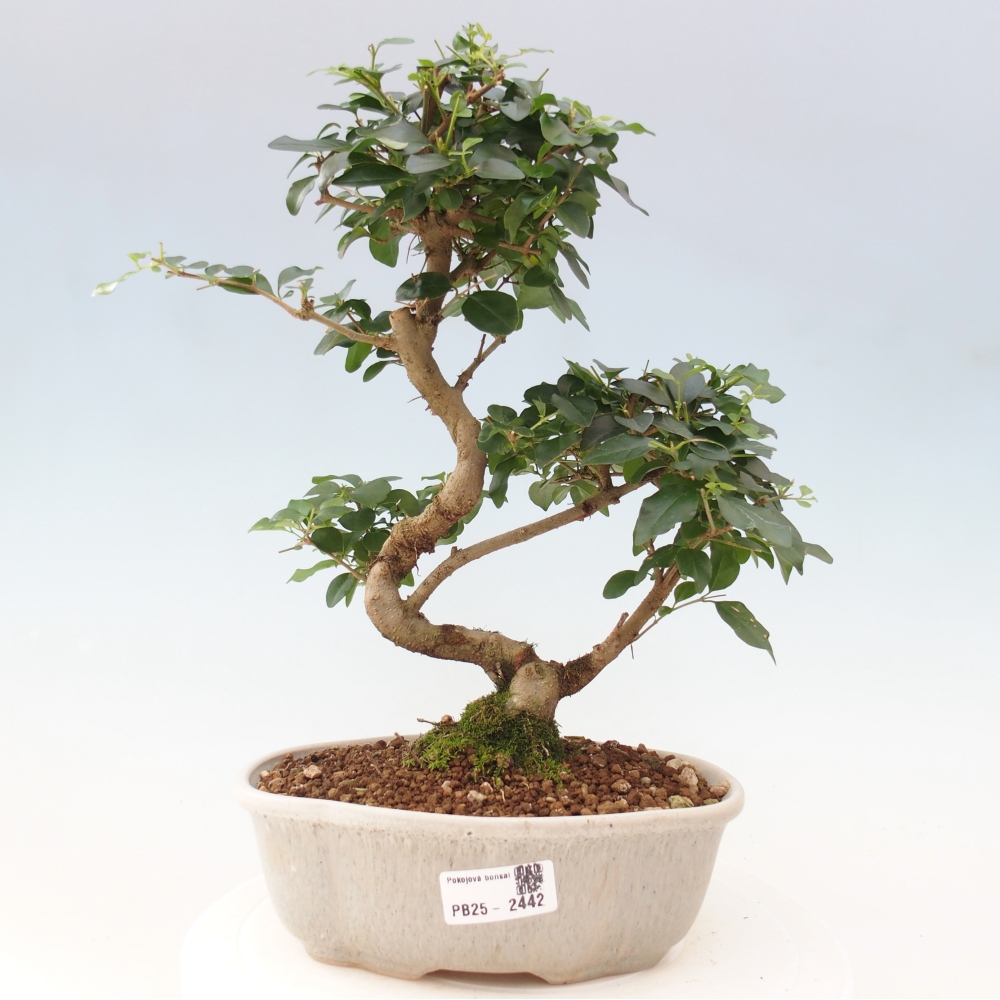 Indoor Bonsai -Ligustrum chinensis - Vogelschnabel