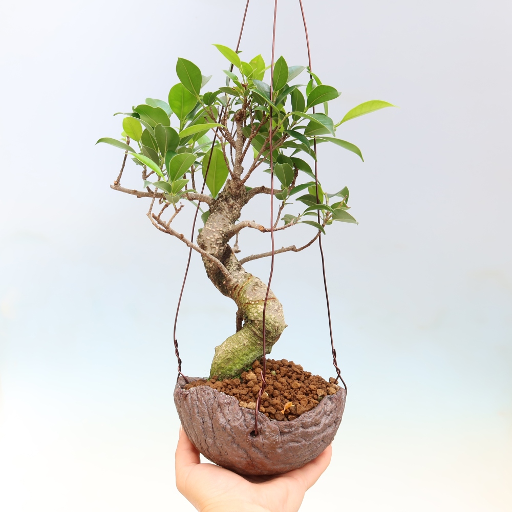 Kokedama in Keramik - Kleinblättriger Ficus - Ficus kimmen