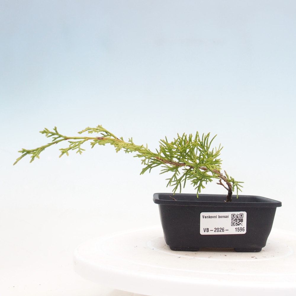 Bonsai für draußen - Juniperus chinensis Itoigawa
