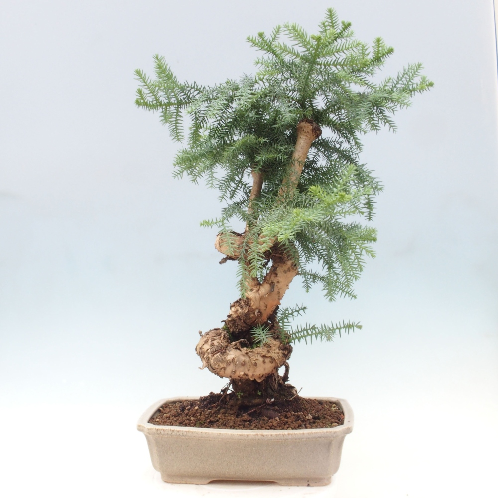 Zimmer Bonsai - Araukarie - Zimmer Fichte