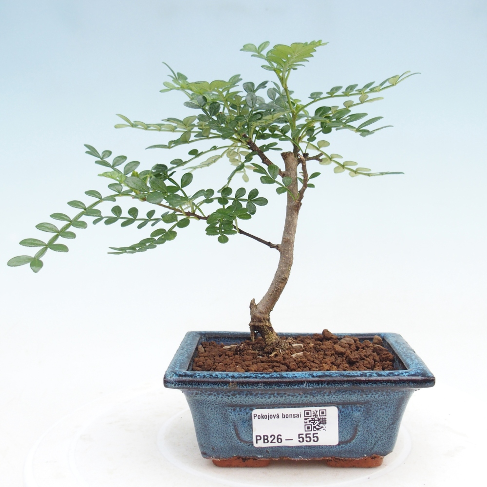 Zimmer Bonsai - Zantoxylum piperitum - Pfefferbaum