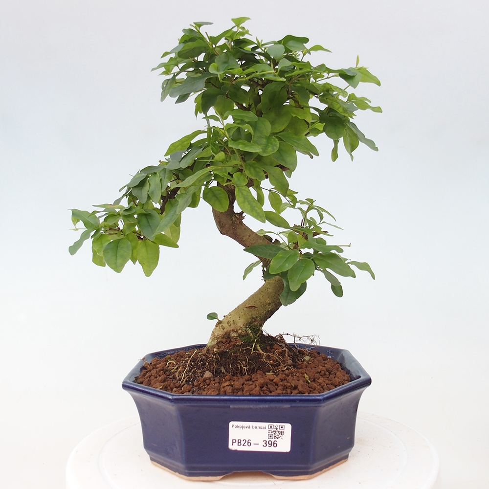 Zimmer Bonsai -Ligustrum chinensis - Vogelschnabel