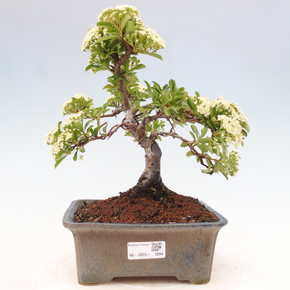 Outdoor Bonsai-Pyracanta Teton -Bäckerei
