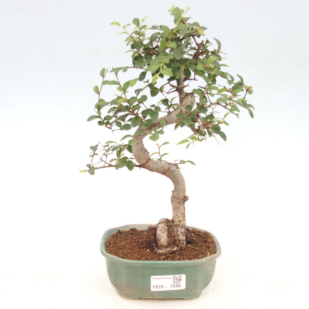 Zimmerbonsai - Ulmus parvifolia - Kleinblättrige Ulme
