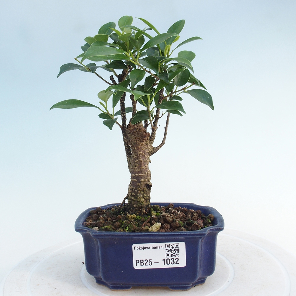 Zimmerbonsai - Kleinblättriger Ficus - Ficus kimmen