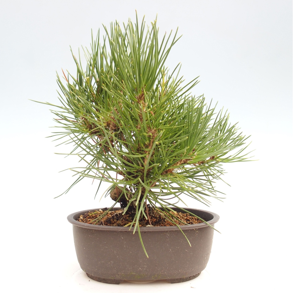 Bonsai im Freien - Pinus thunbergii - Thunbergia-Kiefer