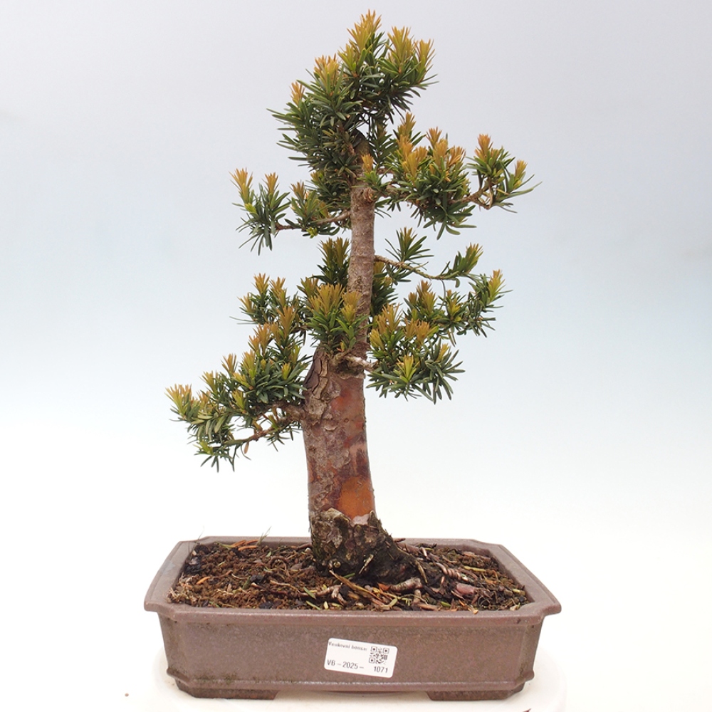 Bonsai im Freien - Taxus cuspidata - Japanische Eibe