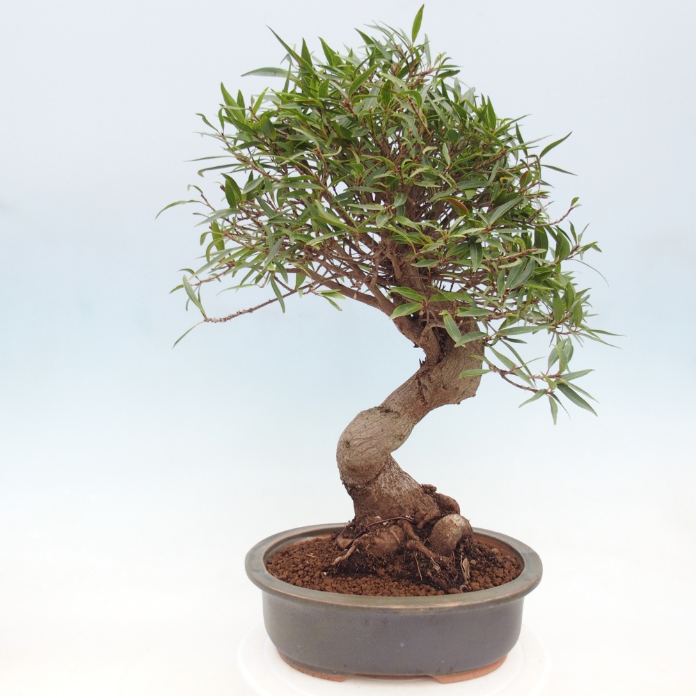 Zimmerbonsai - Ficus nerifolia - Kleinblättriger Ficus