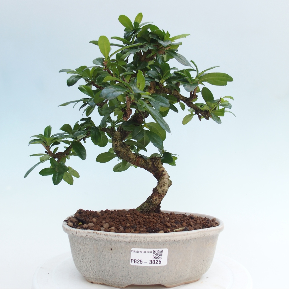 Zimmer Bonsai - Carmona macrophylla - Tea Fuki