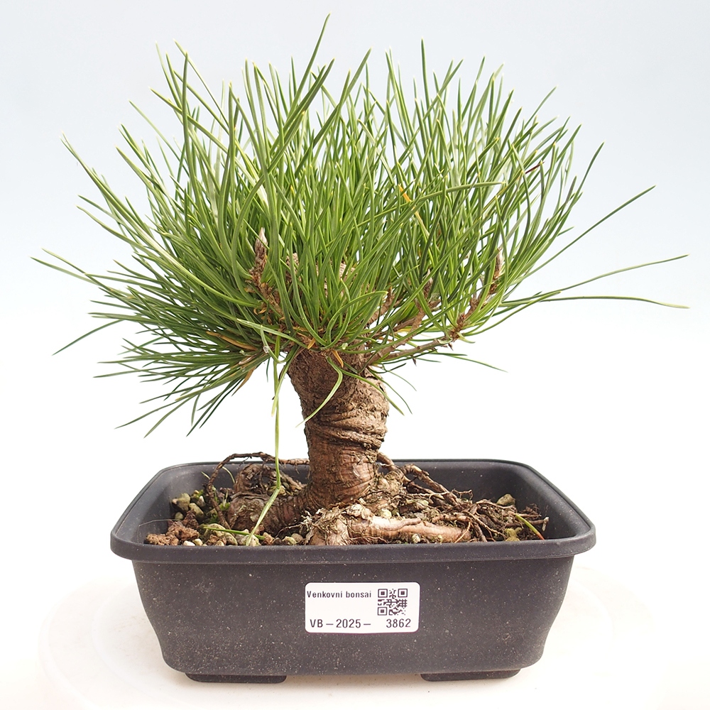 Bonsai für draußen - Pinus thunbergii - Thunberg-Kiefer