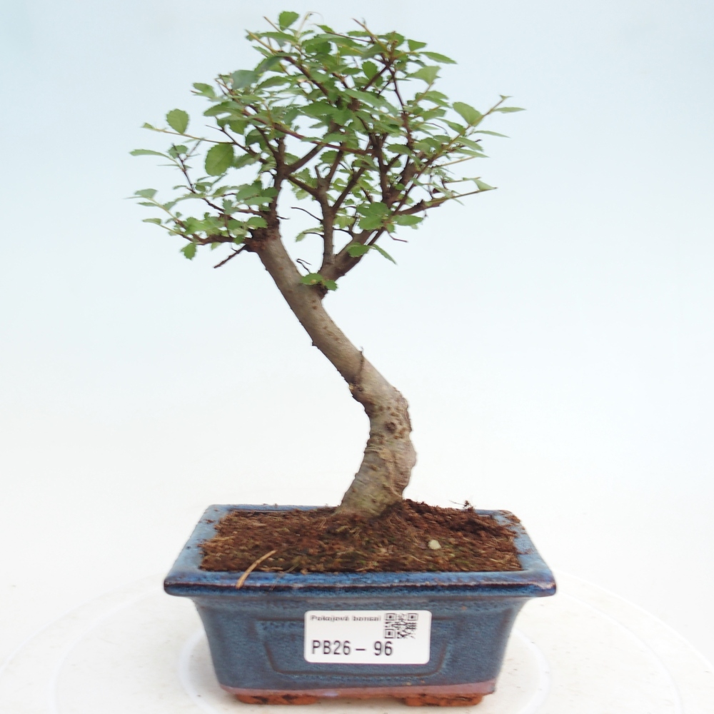 Zimmerbonsai - Ulmus parvifolia - Kleinblättrige Ulme