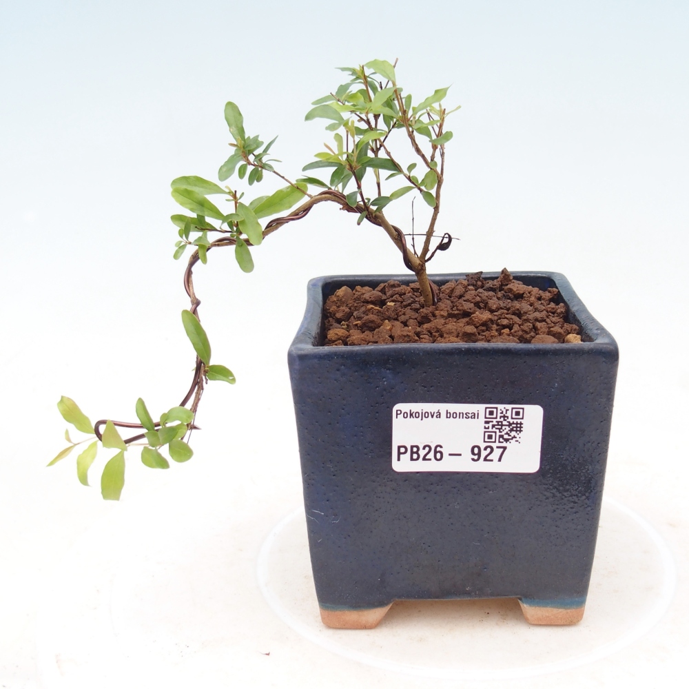 Zimmer-Bonsai-PUNICA granatum nana-Apfel-Granatapfel