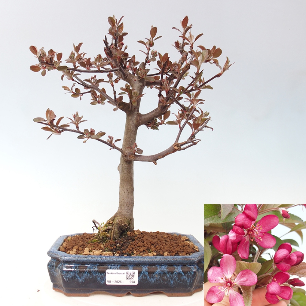 Outdoor-Bonsai -Malus domestica - Kleinfrüchtiger rotblättriger Apfelbaum